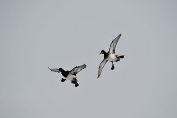 Ducks coming in to land
