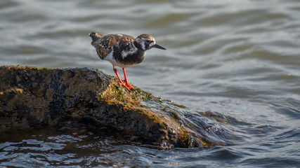 shore bird