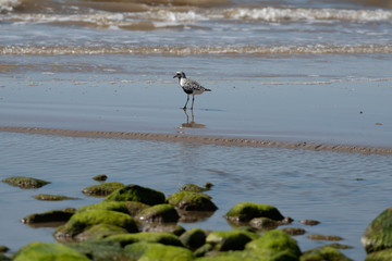 shore bird