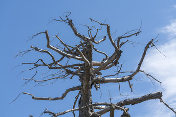 tree in winter in the garden