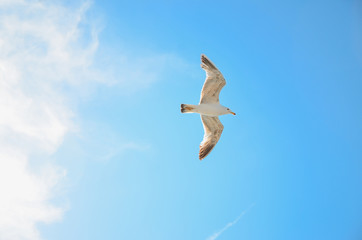 White seagull soaring in the blue sky,Seagull flying.