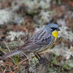 Kirtland Warbler