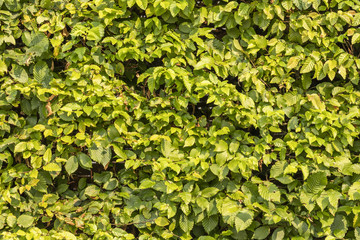 Textur von einer Hecke