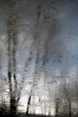 Frozen Trees