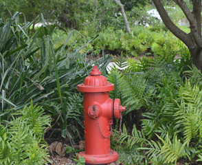 Fototapeta na wymiar Water Hydrant in the brush