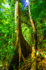 Tropical forest jungle trail in Koh Lanta Island, Krabi in Thailand