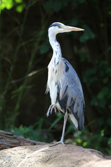 Portrait of a Grey Heron on one leg