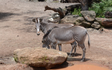 Feeding Time for the Zebras