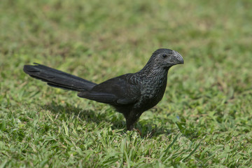 tropical bird
