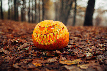 Halloween scary pumpkin in autumn forest One pumpkin background