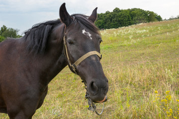 Fototapeta na wymiar brown horse in the wild, close-up