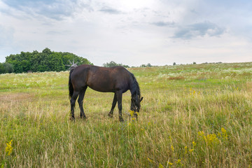 Naklejka na ściany i meble Horse, standing on a yellow field, Horse in the nature