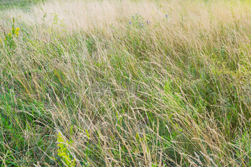Yellow green grass, nature, grassland background.