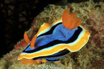 Chromodoris Annae Nudbranch. Anilao, Philippines