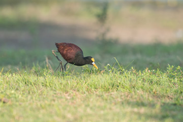 jacana