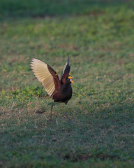 jacana