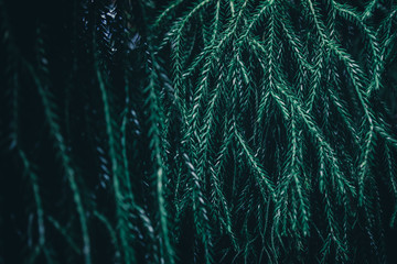 Beautiful nature background of vertical garden with tropical green leaf