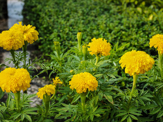 Group of yellow marigold flowers in garden