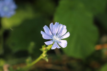 fleur de salade 