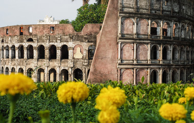Colosseum, amphitheatre in Rome, Italy with group of blurred yellow marigold flowers in the front