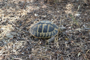 Turtle crawling on the grass