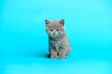 Young british kitten blue background