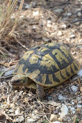 Turtle crawling on the grass
