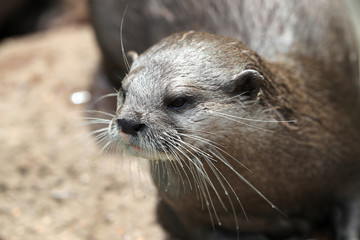 Close up of an Asian Short Clawed Otter