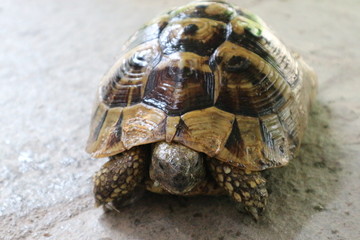 Turtle on the stones closeup