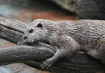 Close up of an Asian Short Clawed Otter