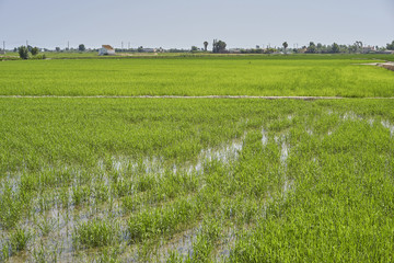 Rice plant in the Delta del Ebro