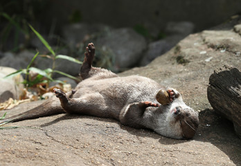 Close up of an Asian Short Clawed otter playing with a pebble