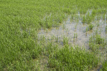 Obraz na płótnie Canvas Rice plant in the Delta del Ebro