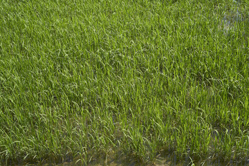 Rice plant in the Delta del Ebro