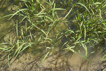Rice plant in the Delta del Ebro