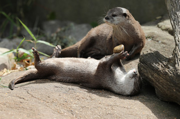 Close up of an Asian Short Clawed otter playing with a pebble