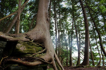 Tree Roots Growing Over Limestone Rocks