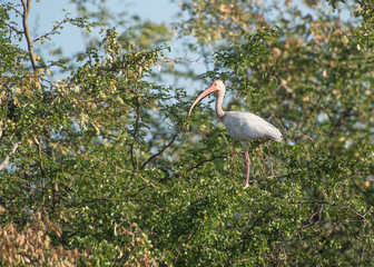 Ibis