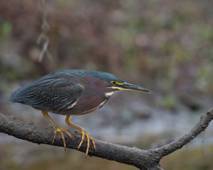 Green Heron