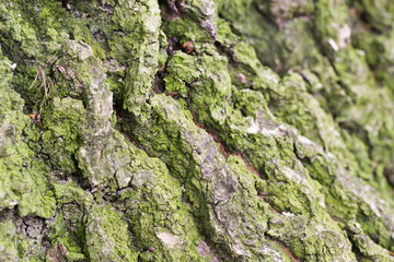 old oak bark texture background