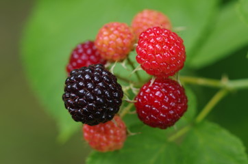 Blackberries