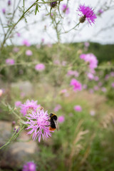 Spiny thistle with bumble-bee