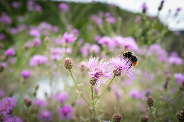 Spiny thistle with bumble-bee