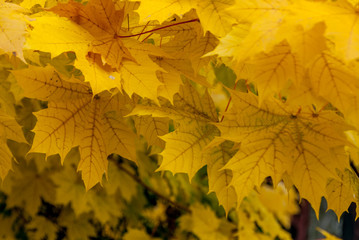 Background of maple leaves in autumn