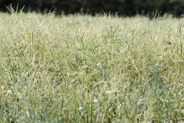 Spring field with growing Grass pea (Lathyrus sativus) plants