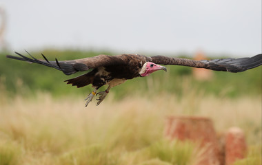 Close up of a White-headed Vulture in flight