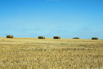 Fototapeta premium Rectangular bales of straw on a field and blue sky