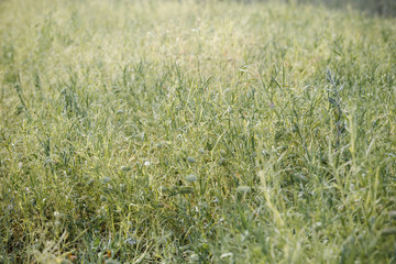 Spring field with growing Grass pea (Lathyrus sativus) plants