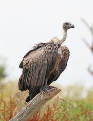 Close up of an African White-backed Vulture