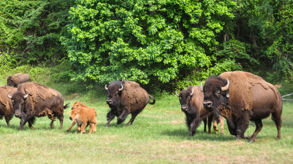 Buffalo Roaming in a Field 